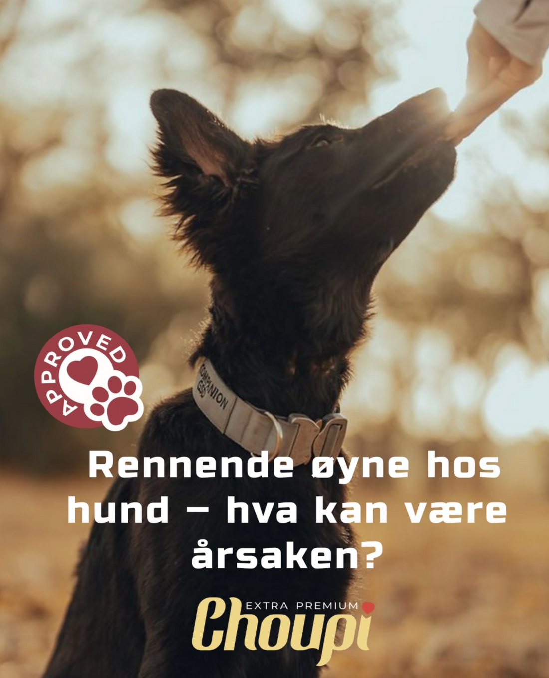 Hvorfor får hunden rennende øyne: et profesjonelt blikk på ernæring, sensitivitet og skjulte årsaker