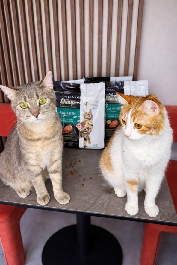 Tørrfôr for steriliserte katter - Laks